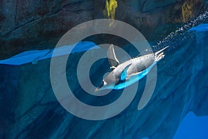 Ocean park Penguin dives under water swimming bright