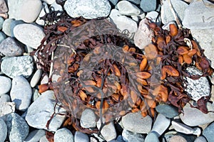 Ocean Plant Life Rock Weed Seaweed Beach Rocks