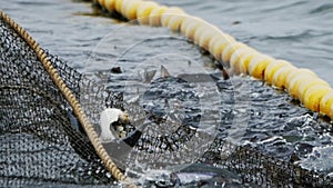 Ocean's bounty captured caught fish in nets signal successful haul Professionals turn caught fish in nets into