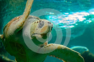 in the ocean's depths