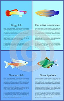 Ocean and Sea Fishes Isolated on Color Backdrops