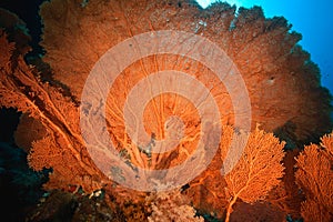 Ocean, seafan and fish