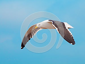 Ocean seagull in flight on blue sky background