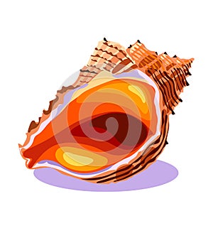 Ocean seashell in close-up, sea shell, object isolated, summer concept, symbol, icon, vector illustration on white