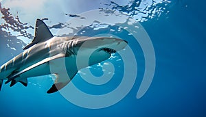 Ocean shark bottom view from below. Open toothy dangerous mouth with many teeth.