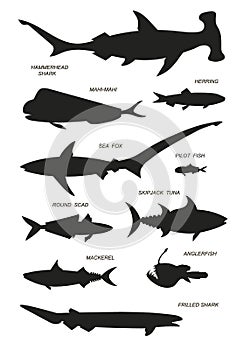 Ocean sharks with names. Vector black silhouette image