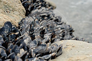 Ocean shells growing on the rock