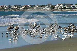 Ocean Shoreline Landscape Beach Birds