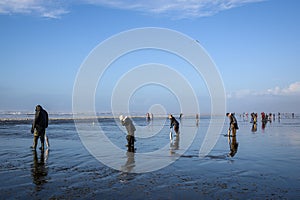 OCEAN SHORES, WA/USA Ã¢â¬â NOVEMBER 24, 2019: Copalis Beach, people out digging for razor clams at low tide in late afternoon.