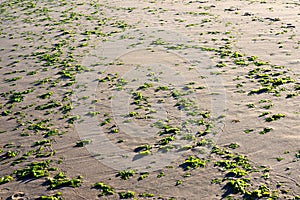 Ocean side beach of Tavira island.