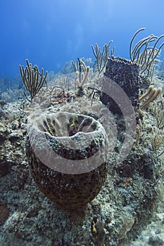 Ocean sponges