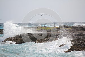 Ocean Spray breaking across the rocks, with birds, wildlife amidst the rocks, Cancun, Mexico