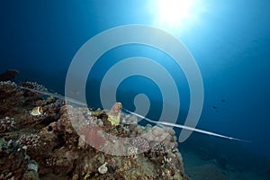Ocean, sun and cornetfish