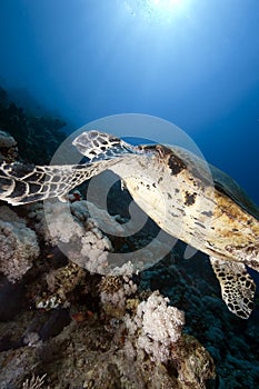 Ocean, sun and hawksbill turtle