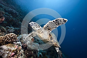 Ocean, sun and hawksbill turtle