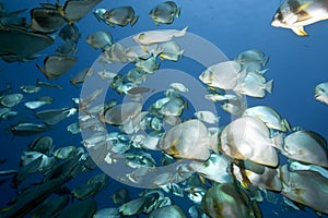 Ocean, sun and orbicular spadefish