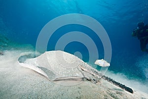 Ocean, sun and porcupine ray