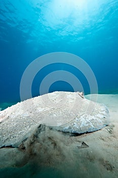 Ocean, sun and porcupine ray