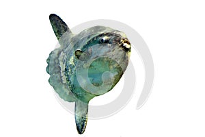 Ocean Sunfish