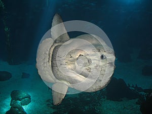 Ocean sunfish