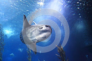 Ocean sunfish