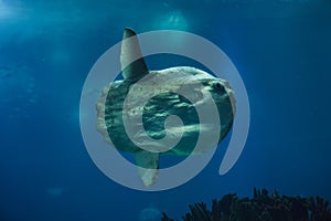 Ocean sunfish Mola mola