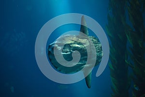 Ocean sunfish Mola mola