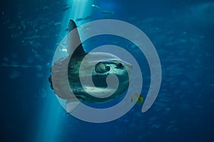 Ocean sunfish Mola mola photo