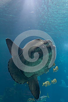 Ocean sunfish (Mola mola)