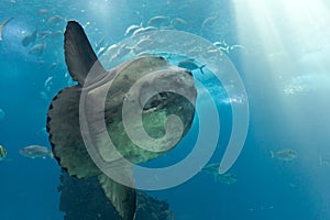 Ocean sunfish (Mola mola)