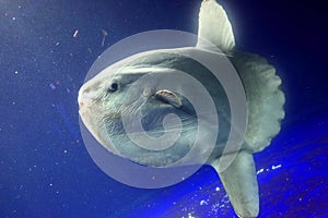 Ocean sunfish (Mola mola)