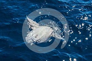 Ocean sunfish on the surface of the water