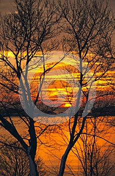 Ocean Sunrise Through Leafless Trees photo