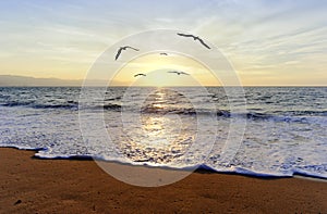 Ocean Sunset Birds
