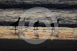 Ocean sunset with birds