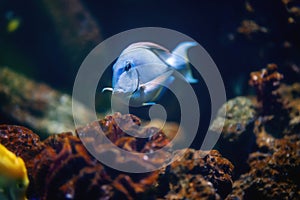 Ocean Surgeon - Marine Fish