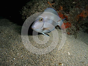 Ocean Surgeonfish