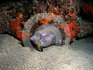 Ocean Surgeonfish