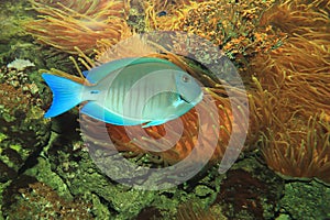 Ocean surgeonfish