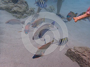 Ocean Surgeonfish, Parrotfish, and Sargeant Major fish eating dog biscuits from the tourists photo