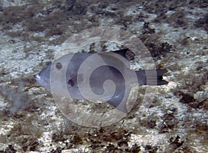 An Ocean Triggerfish (Canthidermis sufflamen) in Cozumel