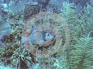 An Ocean Triggerfish Cruises the Coral Reef