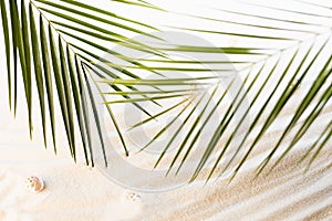 Ocean tropical beach with white sand, seashells and green palm leaves in sunlight with sunshine shadow. Summer paradise on coast.