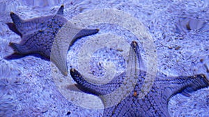 Ocean tropical exotic Starfish on aquarium bottom. Closeup two amazing sea starfish lying on sandy bottom in clean aquarium water