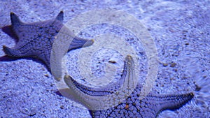 Ocean tropical exotic Starfish on aquarium bottom. Closeup two amazing sea starfish lying on sandy bottom in clean aquarium water