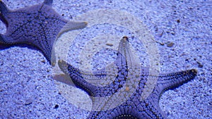 Ocean tropical exotic Starfish on aquarium bottom. Closeup two amazing sea starfish lying on sandy bottom in clean aquarium water