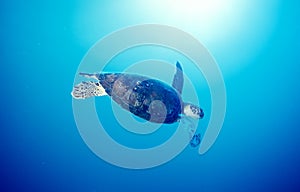 Oceano tartaruga 