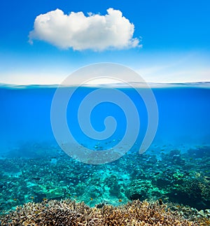 Ocean underwater coral reef background