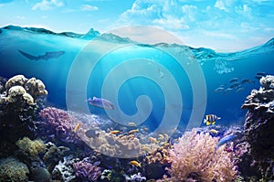 Ocean underwater with marine animals.