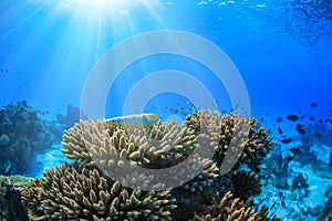 An ocean underwater reef with sun light through water surface